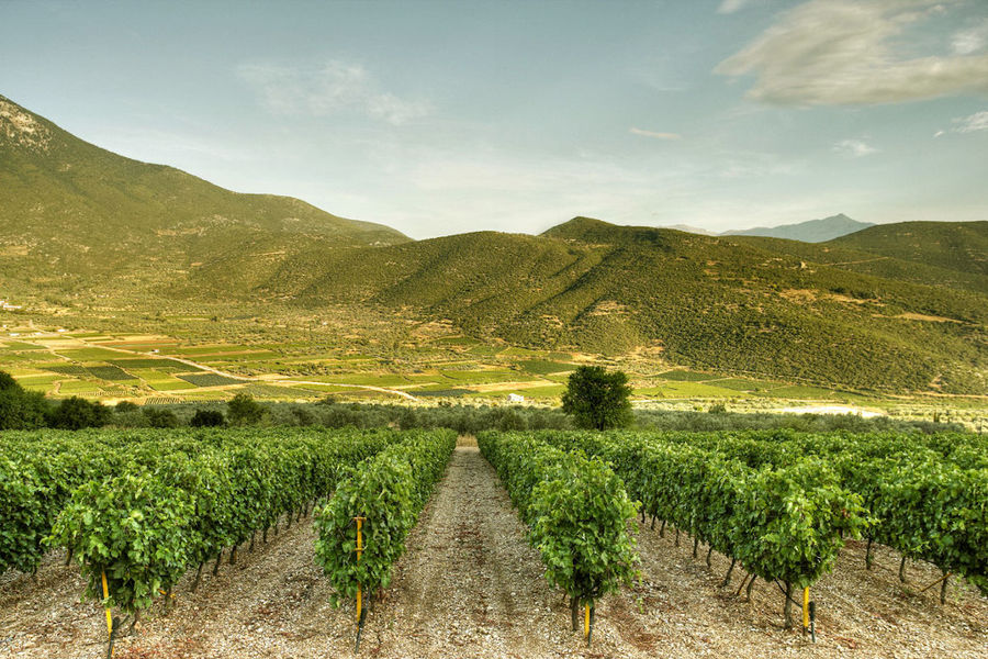 rows of vines at 'Domaine Skouras' vineyards in the background of blue sky and mountains
